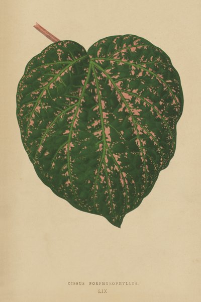 Cissus Porphyrophyllus - English School
